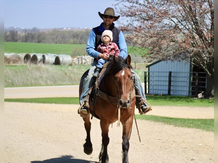 American Quarter Horse Mix Wallach 9 Jahre 157 cm Rotbrauner in La Motte, IA