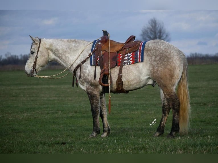 American Quarter Horse Wallach 9 Jahre 157 cm Schimmel in Valley Springs, SD