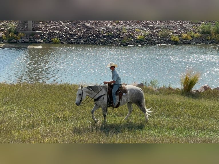 American Quarter Horse Wallach 9 Jahre 157 cm Schimmel in Valley Springs