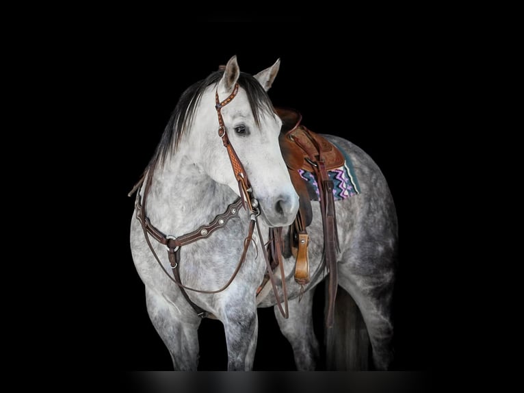 American Quarter Horse Wallach 9 Jahre 157 cm Schimmel in Clarion