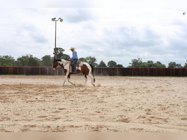 American Quarter Horse Wallach 9 Jahre 157 cm Tobiano-alle-Farben in Grand Saline TX