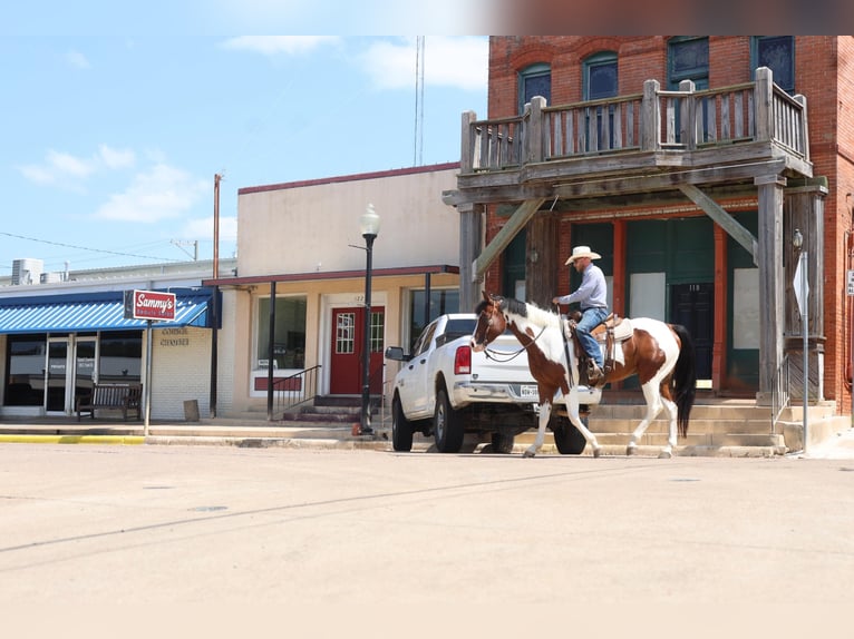 American Quarter Horse Wallach 9 Jahre 157 cm Tobiano-alle-Farben in Grand Saline TX