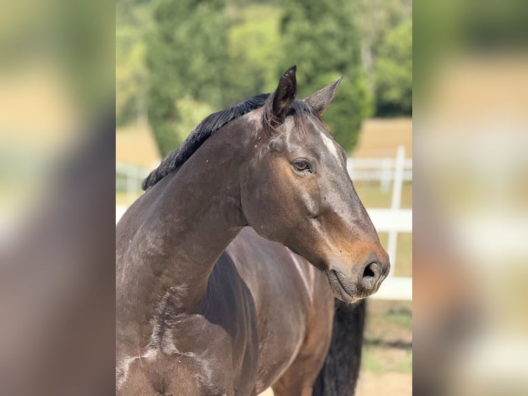 American Quarter Horse Wallach 9 Jahre 158 cm Brauner in Pap
