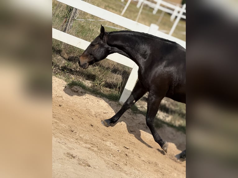 American Quarter Horse Wallach 9 Jahre 158 cm Brauner in Pap