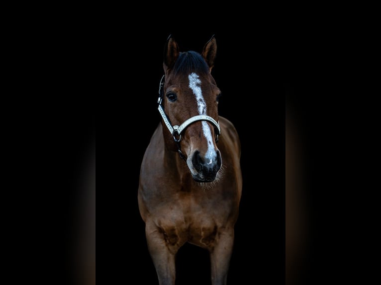 American Quarter Horse Wallach 9 Jahre 159 cm Brauner in Mönchengladbach