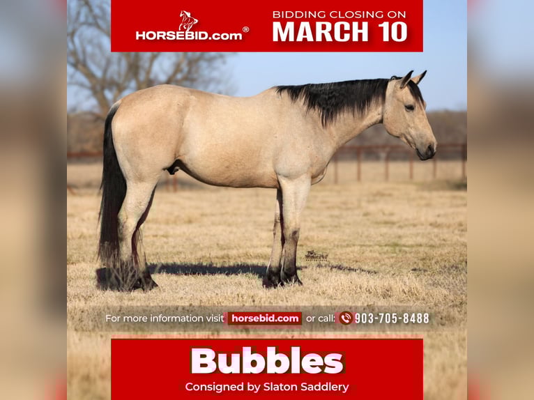 American Quarter Horse Wallach 9 Jahre 160 cm Buckskin in Canton, TX