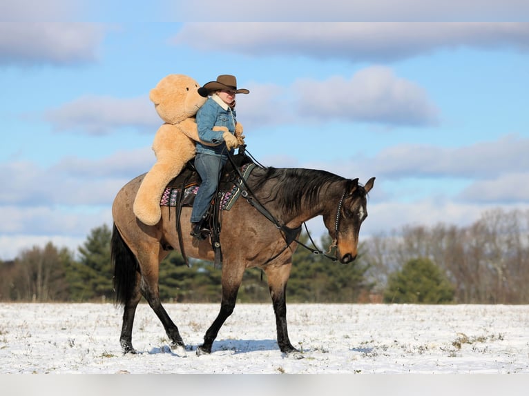 American Quarter Horse Wallach 9 Jahre 160 cm Buckskin in Clarion