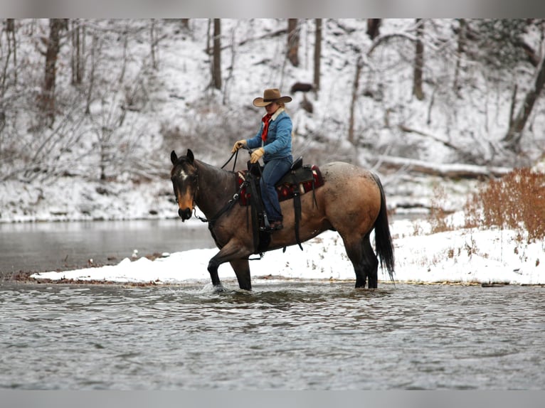 American Quarter Horse Wallach 9 Jahre 160 cm Buckskin in Clarion