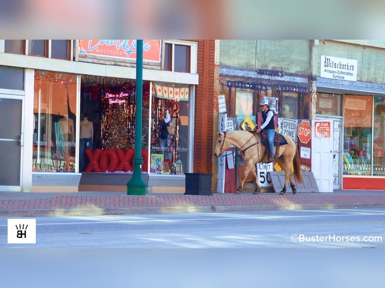American Quarter Horse Wallach 9 Jahre 160 cm Buckskin in Weatherford