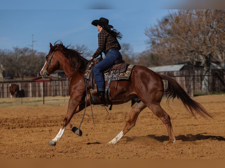 American Quarter Horse Wallach 9 Jahre 160 cm Dunkelfuchs in Joshua