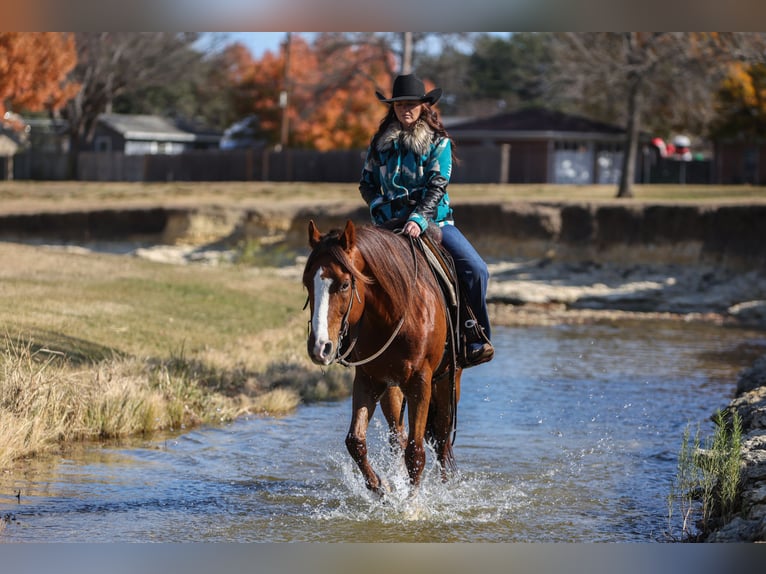 American Quarter Horse Wallach 9 Jahre 160 cm Dunkelfuchs in Joshua