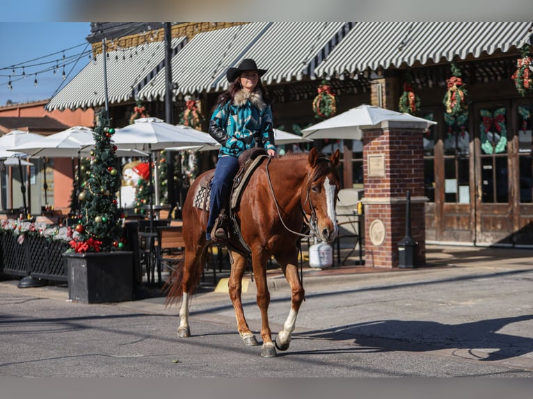 American Quarter Horse Wallach 9 Jahre 160 cm Dunkelfuchs in Joshua
