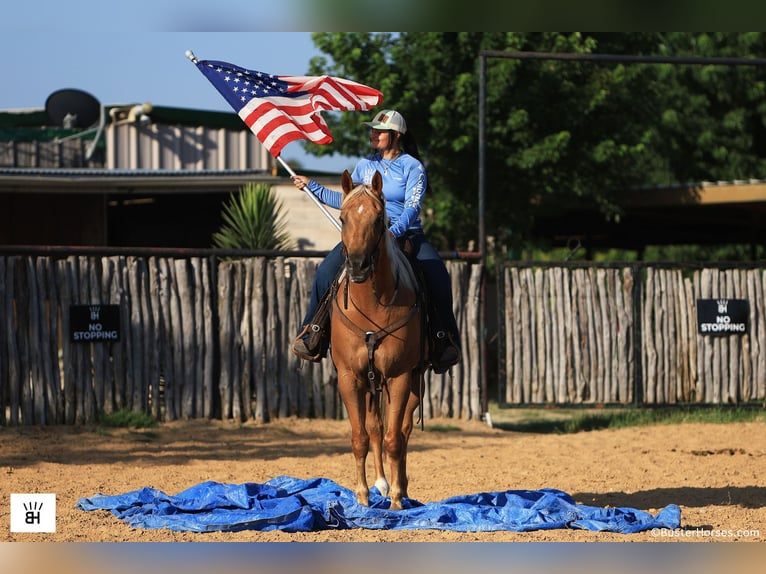 American Quarter Horse Wallach 9 Jahre 160 cm Palomino in Weatherford TX