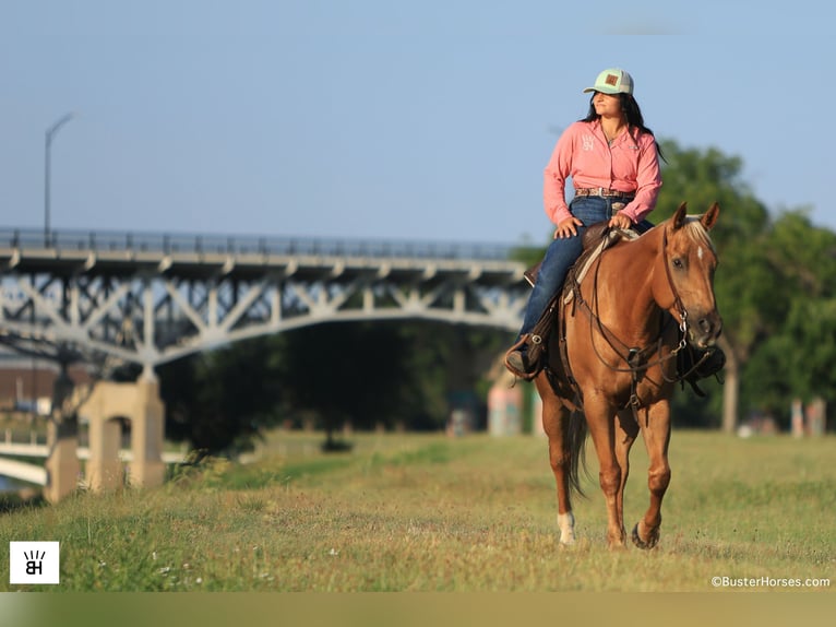 American Quarter Horse Wallach 9 Jahre 160 cm Palomino in Weatherford TX