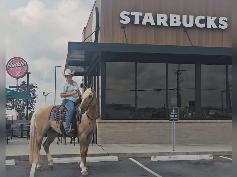 American Quarter Horse Wallach 9 Jahre 160 cm Palomino in Robards