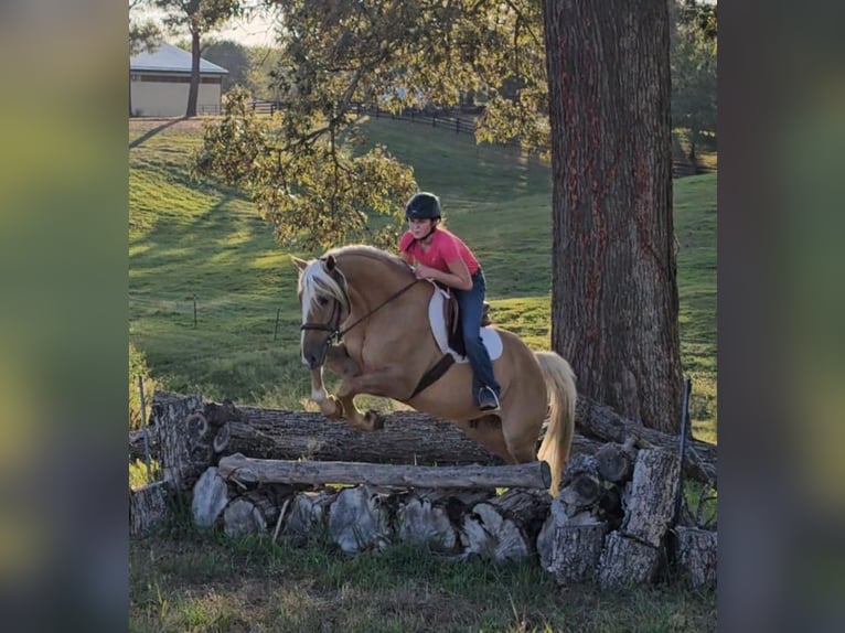American Quarter Horse Wallach 9 Jahre 160 cm Palomino in Robards
