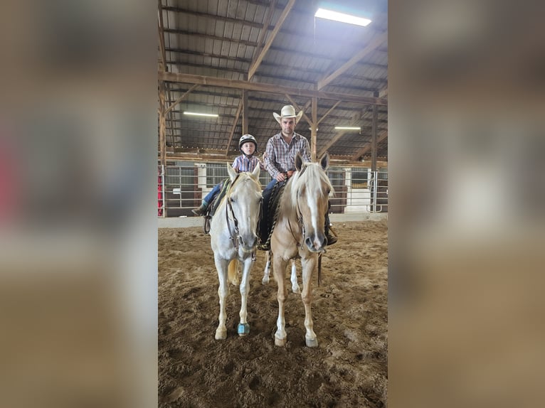 American Quarter Horse Wallach 9 Jahre 160 cm Palomino in Robards