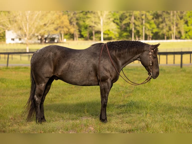 American Quarter Horse Wallach 9 Jahre 160 cm in Ocala, FL
