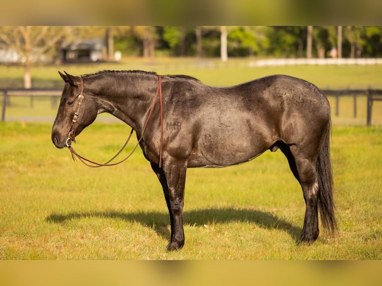 American Quarter Horse Wallach 9 Jahre 160 cm in Ocala, FL