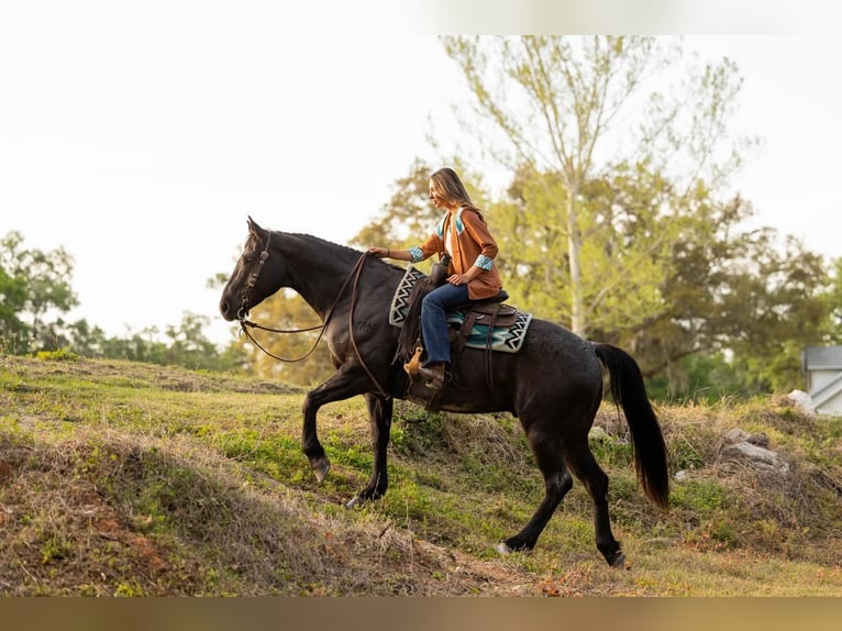 American Quarter Horse Wallach 9 Jahre 160 cm in Ocala, FL