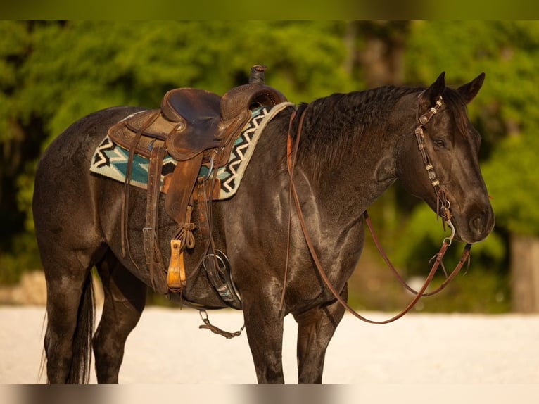 American Quarter Horse Wallach 9 Jahre 160 cm in Ocala, FL