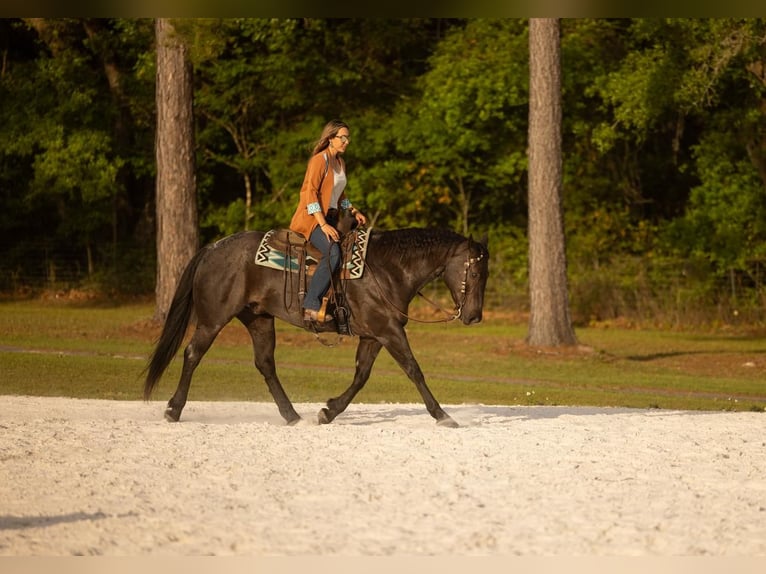American Quarter Horse Wallach 9 Jahre 160 cm in Ocala, FL