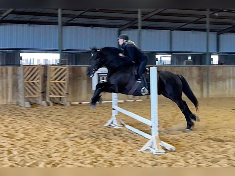 American Quarter Horse Wallach 9 Jahre 160 cm Rappe in Jacksboro