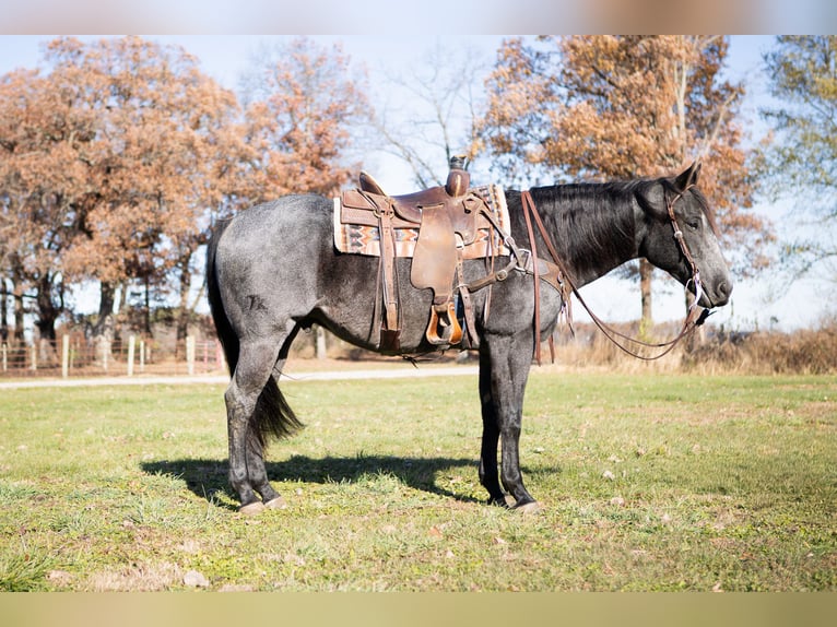 American Quarter Horse Wallach 9 Jahre 160 cm Roan-Blue in North Judson