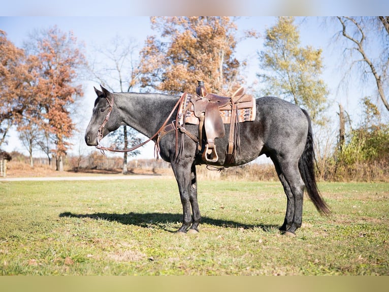 American Quarter Horse Wallach 9 Jahre 160 cm Roan-Blue in North Judson