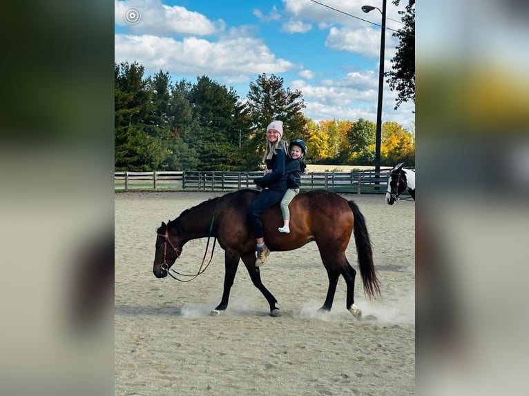 American Quarter Horse Wallach 9 Jahre 160 cm Rotbrauner in Danville