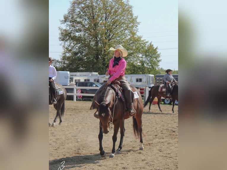 American Quarter Horse Wallach 9 Jahre 160 cm Rotbrauner in Danville