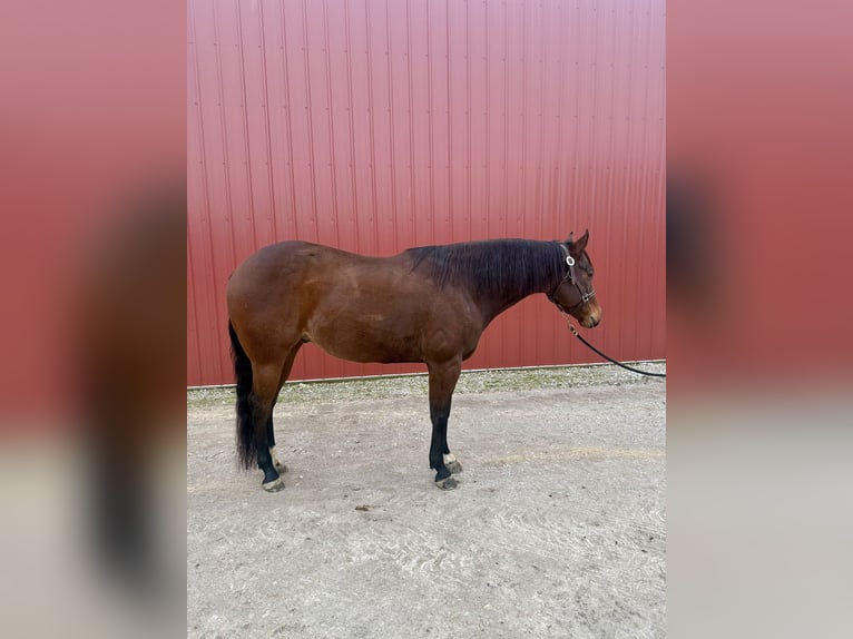 American Quarter Horse Wallach 9 Jahre 160 cm Rotbrauner in Danville