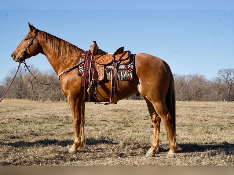 American Quarter Horse Wallach 9 Jahre 160 cm Rotfuchs in Valley Springs, SD