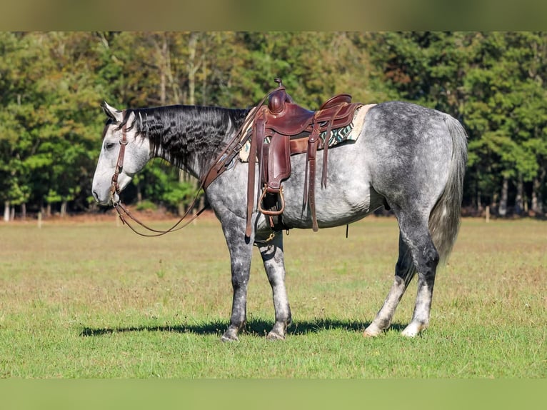 American Quarter Horse Wallach 9 Jahre 160 cm Schimmel in Clarion