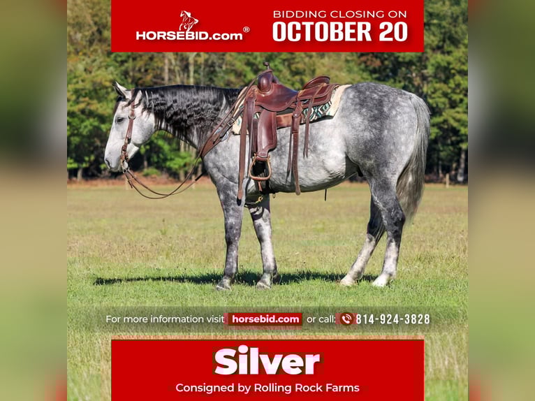 American Quarter Horse Wallach 9 Jahre 160 cm Schimmel in Clarion