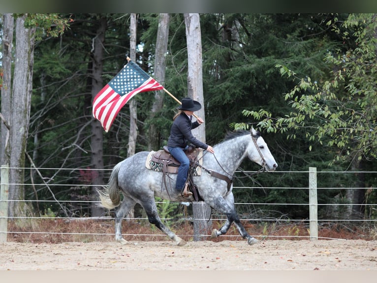 American Quarter Horse Wallach 9 Jahre 160 cm Schimmel in Clarion