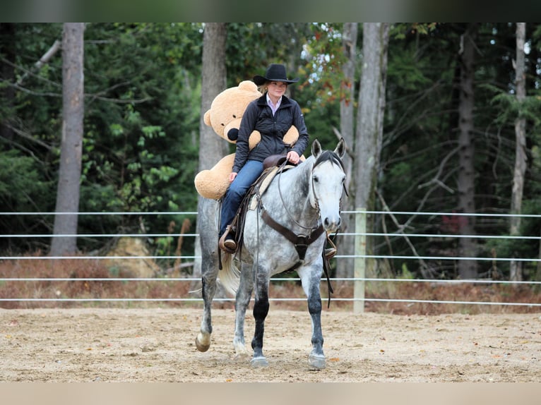 American Quarter Horse Wallach 9 Jahre 160 cm Schimmel in Clarion