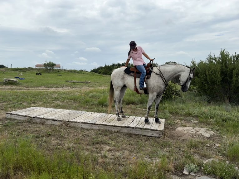 American Quarter Horse Wallach 9 Jahre 160 cm Schimmel in Stephenville, TX