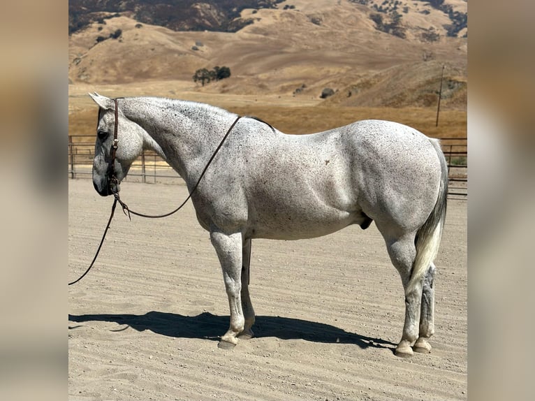 American Quarter Horse Wallach 9 Jahre 160 cm Schimmel in BITTERWATER, CA