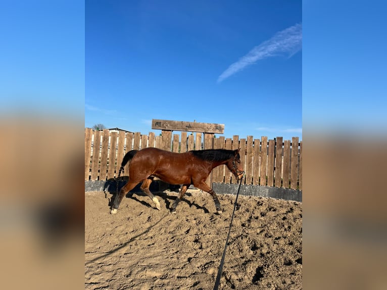 American Quarter Horse Wallach 9 Jahre 161 cm Brauner in Titisee-Neustadt