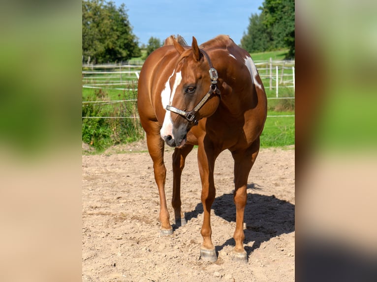 American Quarter Horse Wallach 9 Jahre 161 cm Overo-alle-Farben in Langenzenn