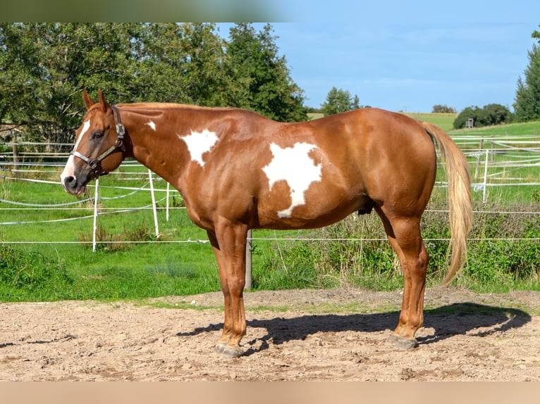 American Quarter Horse Wallach 9 Jahre 161 cm Overo-alle-Farben in Langenzenn