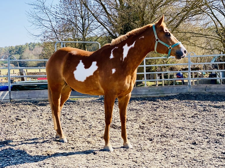 American Quarter Horse Wallach 9 Jahre 161 cm Overo-alle-Farben in Langenzenn