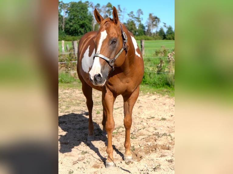 American Quarter Horse Wallach 9 Jahre 161 cm Overo-alle-Farben in Langenzenn
