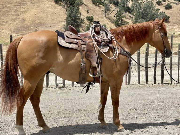American Quarter Horse Wallach 9 Jahre 163 cm Falbe in Paicines CA