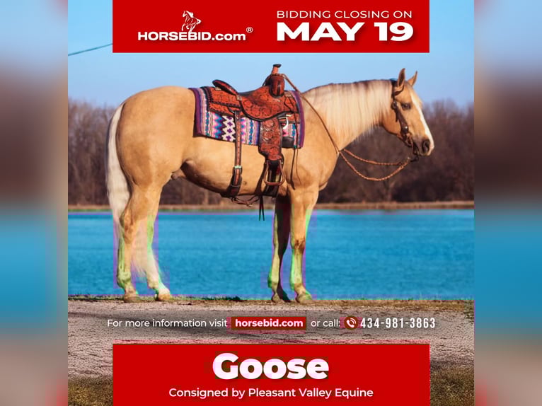 American Quarter Horse Wallach 9 Jahre 163 cm Palomino in Robards, KY