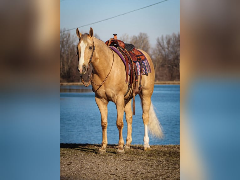American Quarter Horse Wallach 9 Jahre 163 cm Palomino in Robards, KY