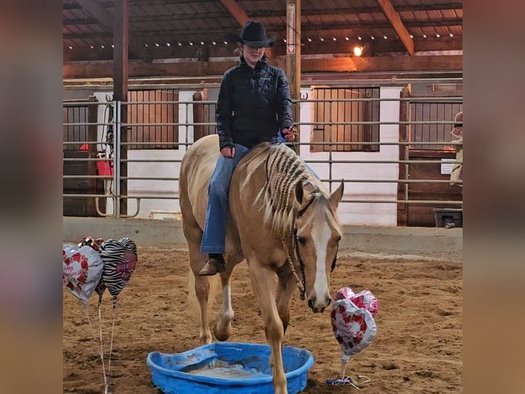 American Quarter Horse Wallach 9 Jahre 163 cm Palomino in Robards, KY