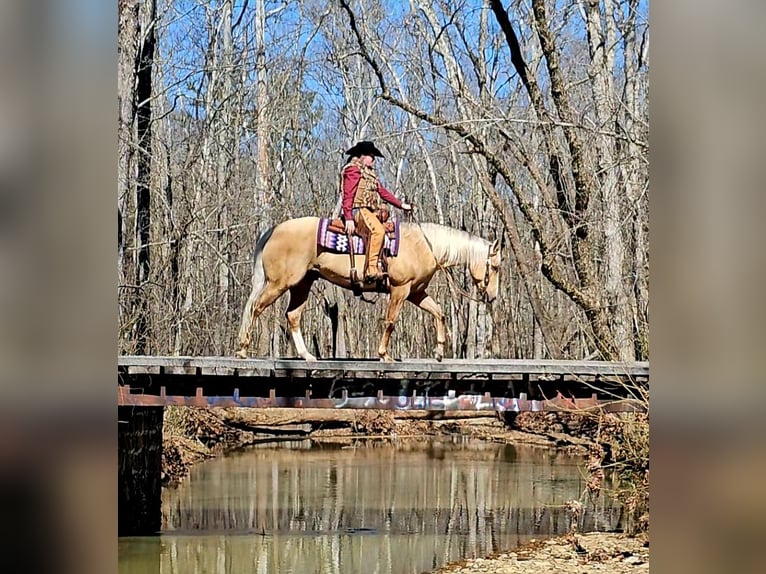American Quarter Horse Wallach 9 Jahre 163 cm Palomino in Robards, KY
