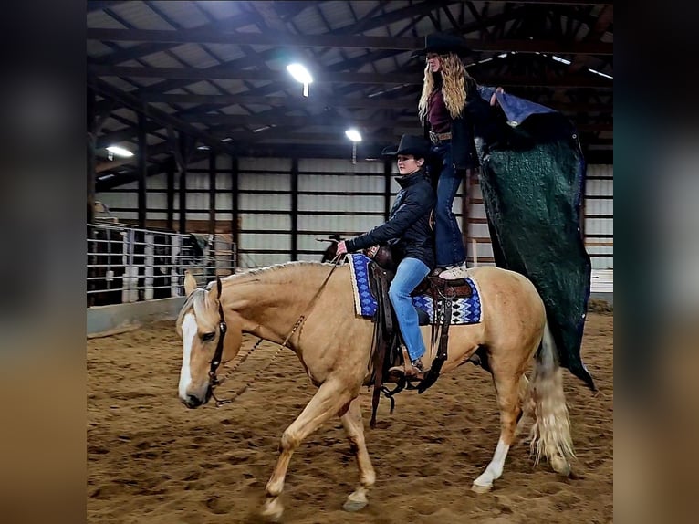American Quarter Horse Wallach 9 Jahre 163 cm Palomino in Robards, KY